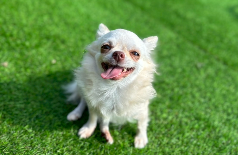 LINOについて｜就労継続支援B型事業所LINO